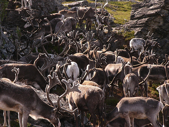 Reindeer